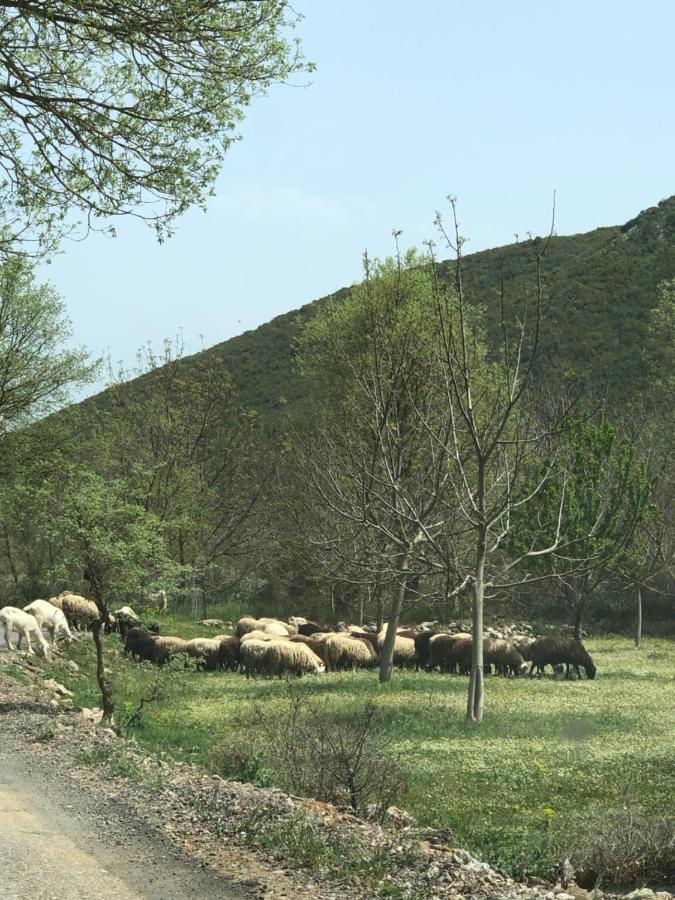 Poliani Village Poliána Kültér fotó